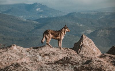 Justice et Protection: Droits des Éleveurs Face aux Loups