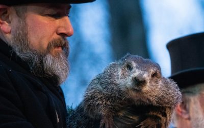 La marmotte de Punxsutawney : Phil
