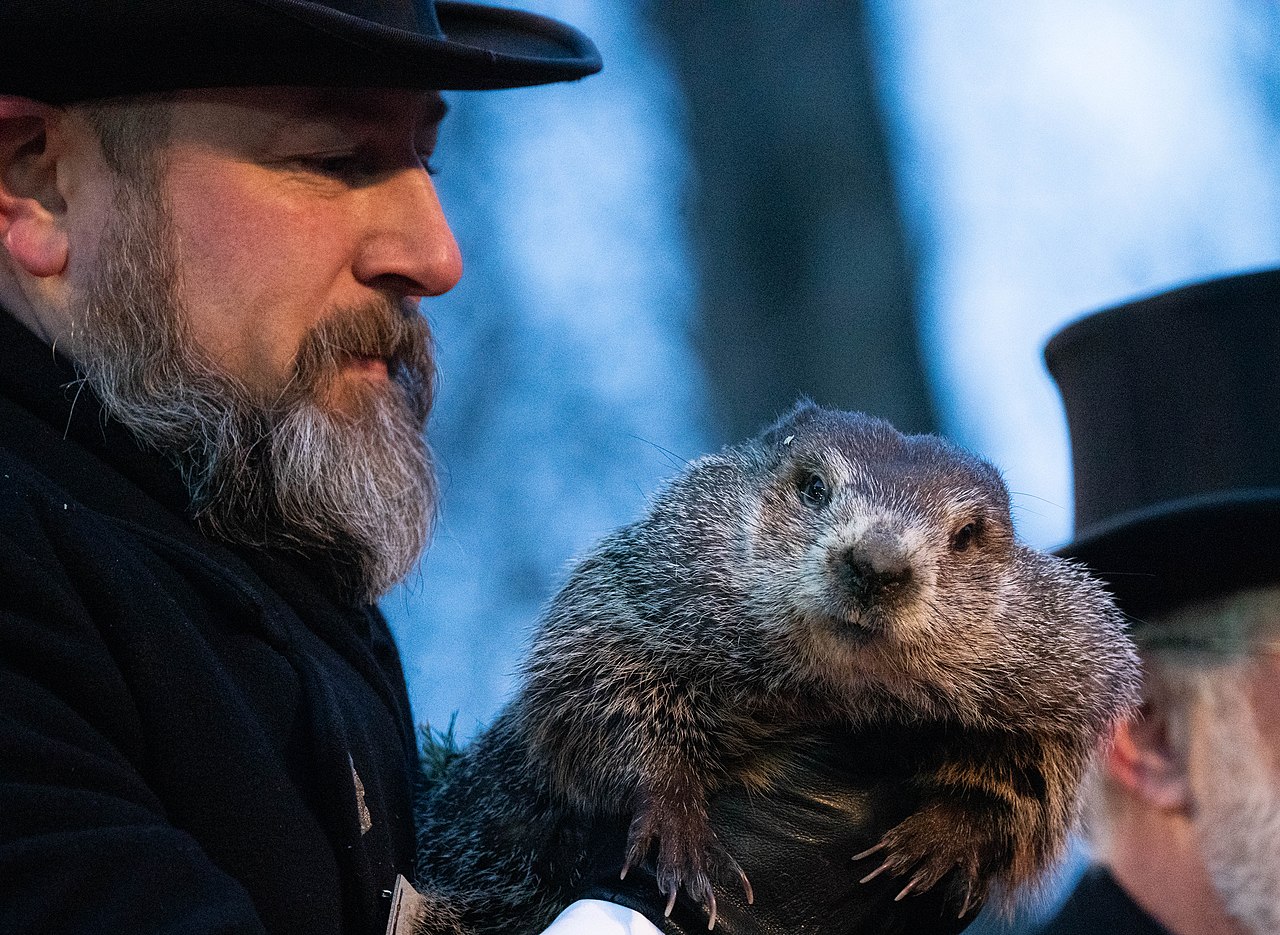La marmotte de Punxsutawney : Phil