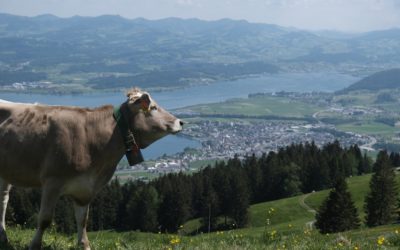 Global: Suisse contrôle foyers après maltraitance animale