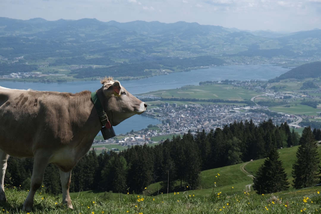 Global: Suisse contrôle foyers après maltraitance animale